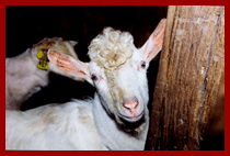 goat with a funny hairdo